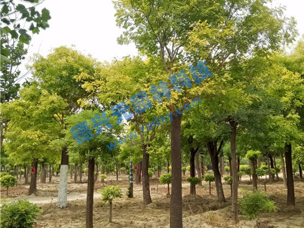 c(din)鿴Ԕ(x)Ϣ(bio)}~ xΔ(sh)2093