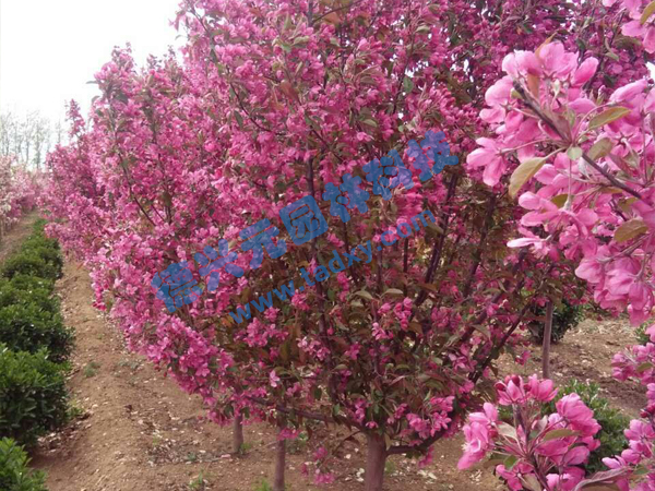 c(din)鿴Ԕ(x)Ϣ(bio)}k xΔ(sh)1988