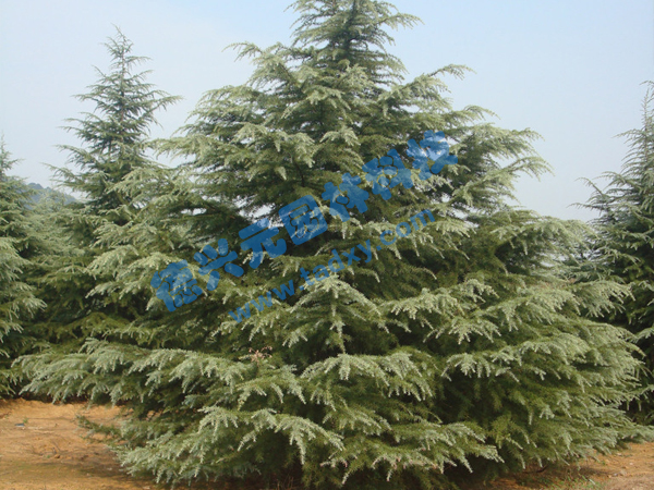 c鿴ԔϢ}ѩ xΔ(sh)1735