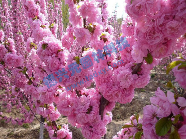 c鿴ԔϢ}ѻ xΔ(sh)1763